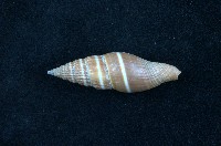 藏品(黑筆螺)的圖片